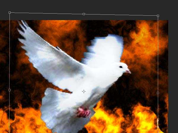 ps怎么制作浴火的和平鸽的效果?